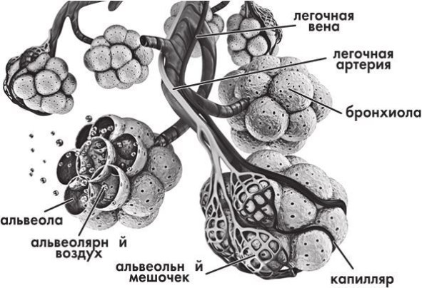 Иллюстрация к книге — Предрассудки о здоровье. Жить надо с умом и правильно [i_034.jpg]