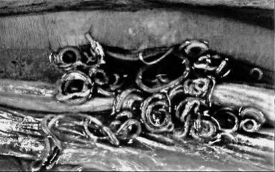 Иллюстрация к книге — Предрассудки о здоровье. Жить надо с умом и правильно [i_044.jpg]