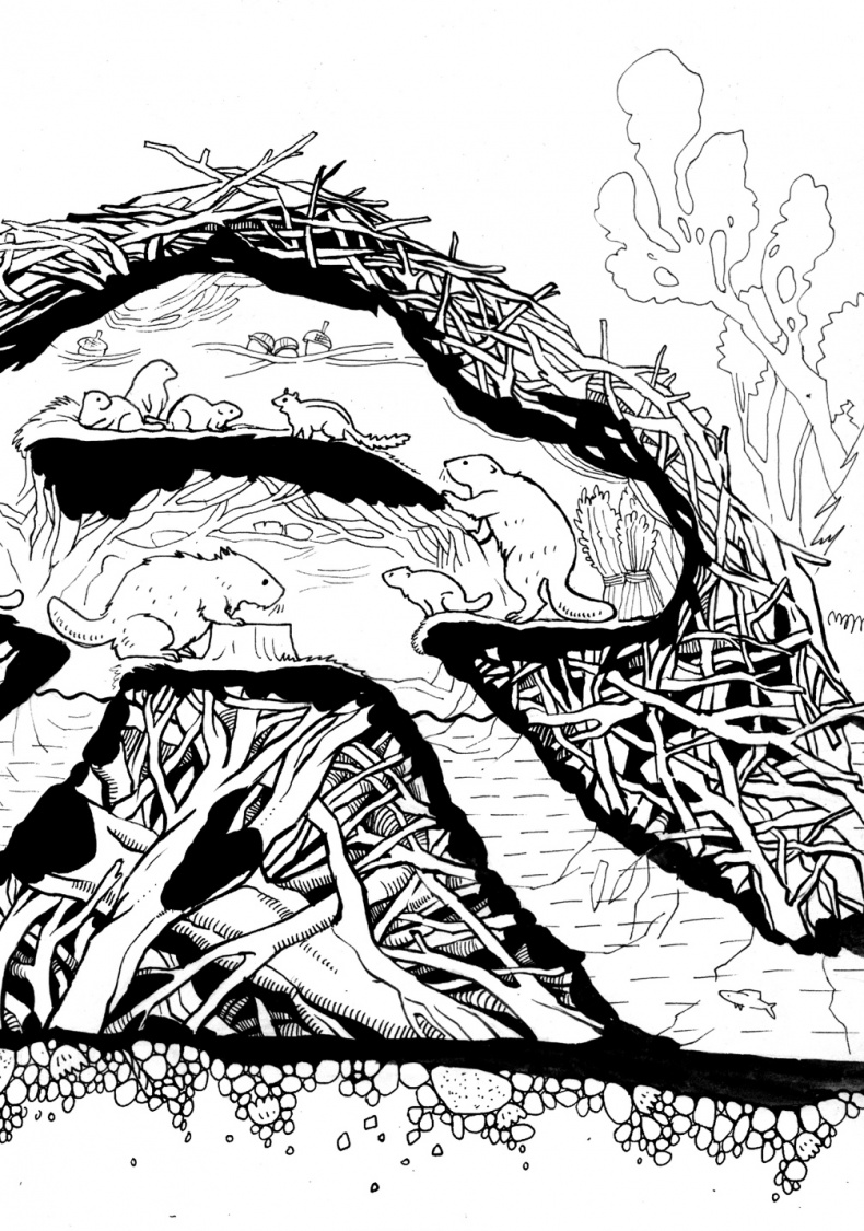 Иллюстрация к книге — Бурундучок по имени Сим. Сим – мореход  [i_005.jpg]