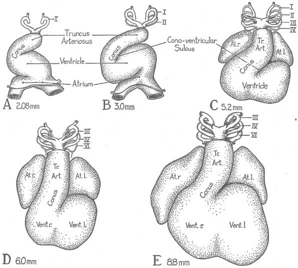 Иллюстрация к книге — Метаморфозы. Путешествие хирурга по самым прекрасным и ужасным изменениям человеческого тела [i_009.jpg]