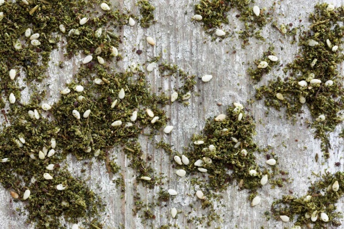 Иллюстрация к книге — Смеси специй. Магия вкуса пряных комбинаций [_81.jpg]