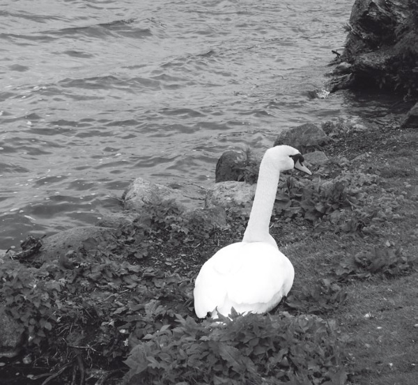 Иллюстрация к книге — Дом на хвосте паровоза. Путеводитель по Европе в сказках Андерсена [i_050.jpg]