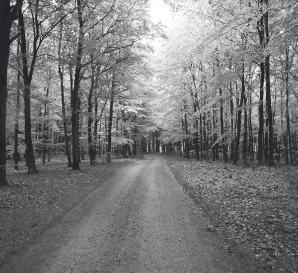 Иллюстрация к книге — Дом на хвосте паровоза. Путеводитель по Европе в сказках Андерсена [i_070.jpg]