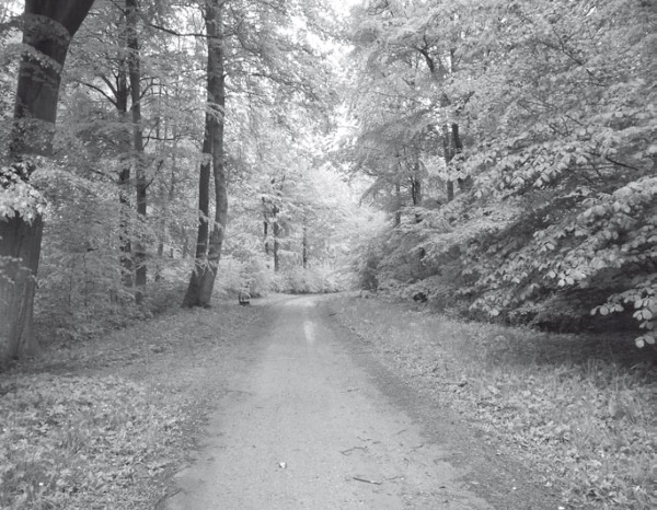 Иллюстрация к книге — Дом на хвосте паровоза. Путеводитель по Европе в сказках Андерсена [i_093.jpg]