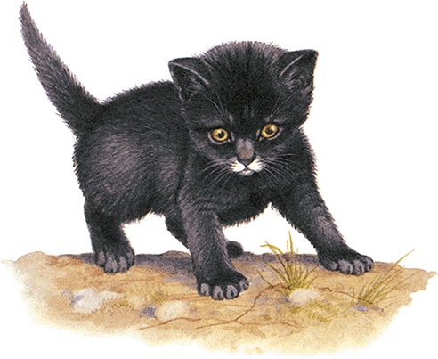 Иллюстрация к книге — Детям. Рассказы о животных [i_008.jpg]