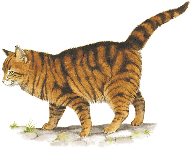 Иллюстрация к книге — Детям. Рассказы о животных [i_009.jpg]