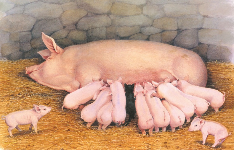 Иллюстрация к книге — Детям. Рассказы о животных [i_012.jpg]