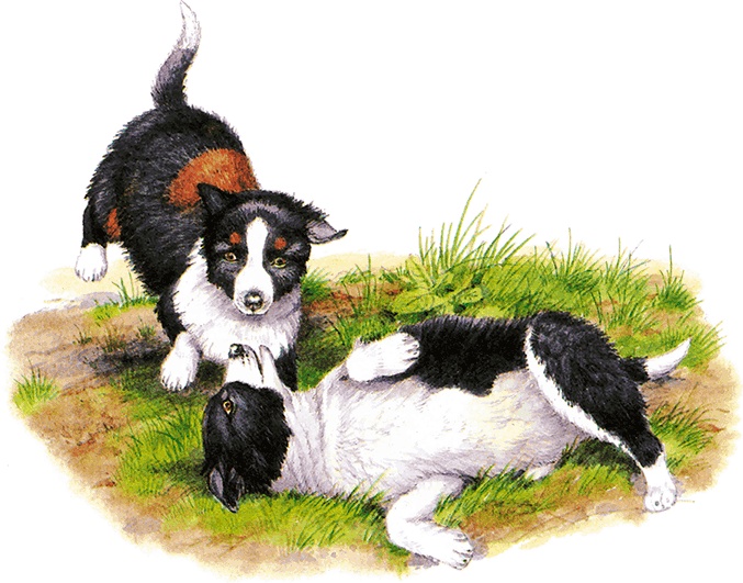 Иллюстрация к книге — Детям. Рассказы о животных [i_019.jpg]