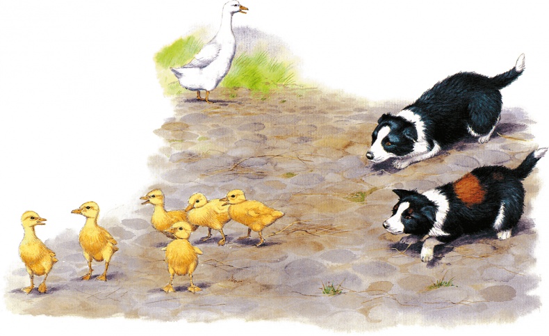 Иллюстрация к книге — Детям. Рассказы о животных [i_020.jpg]