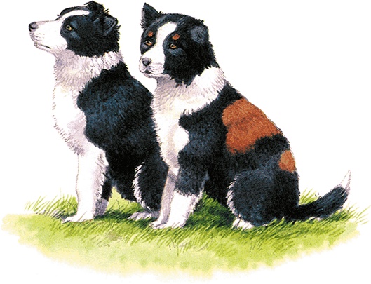 Иллюстрация к книге — Детям. Рассказы о животных [i_022.jpg]