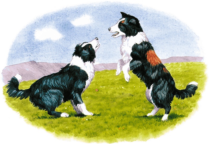 Иллюстрация к книге — Детям. Рассказы о животных [i_036.jpg]