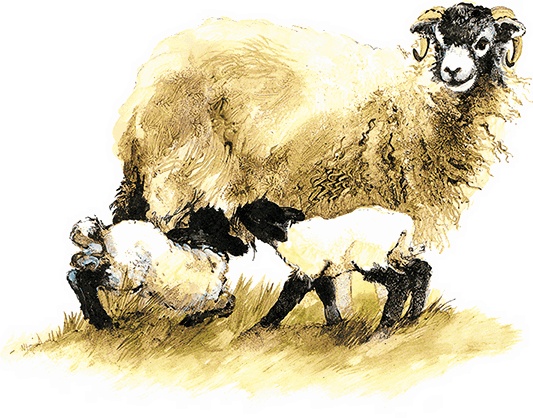 Иллюстрация к книге — Детям. Рассказы о животных [i_132.jpg]