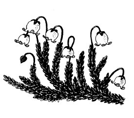 Иллюстрация к книге — Выживание везде и всегда [i_031.jpg]