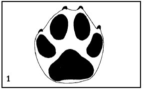 Иллюстрация к книге — Выживание везде и всегда [i_038.jpg]