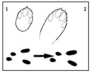 Иллюстрация к книге — Выживание везде и всегда [i_049.jpg]