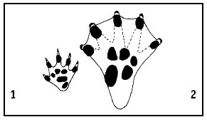 Иллюстрация к книге — Выживание везде и всегда [i_051.jpg]