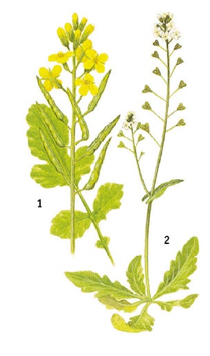 Иллюстрация к книге — Выживание везде и всегда [i_056.jpg]