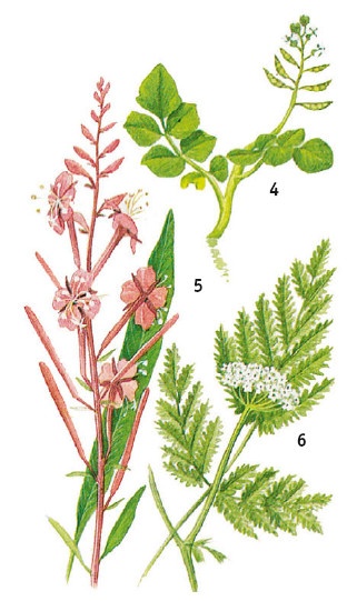 Иллюстрация к книге — Выживание везде и всегда [i_061.jpg]