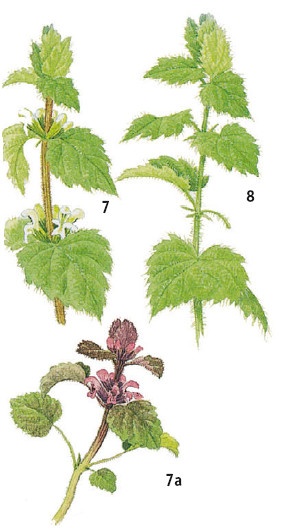 Иллюстрация к книге — Выживание везде и всегда [i_062.jpg]