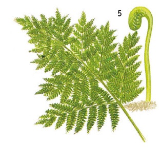 Иллюстрация к книге — Выживание везде и всегда [i_065.jpg]