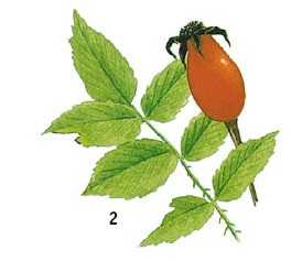 Иллюстрация к книге — Выживание везде и всегда [i_076.jpg]