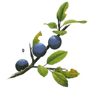 Иллюстрация к книге — Выживание везде и всегда [i_082.jpg]