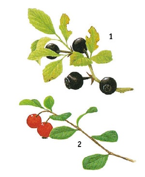 Иллюстрация к книге — Выживание везде и всегда [i_083.jpg]