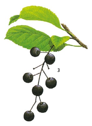 Иллюстрация к книге — Выживание везде и всегда [i_084.jpg]