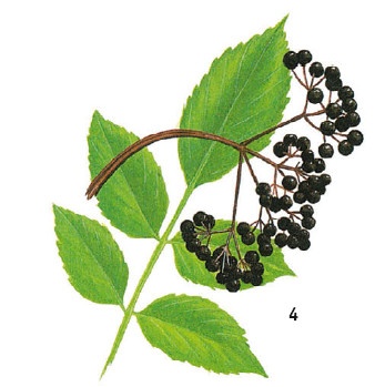 Иллюстрация к книге — Выживание везде и всегда [i_085.jpg]