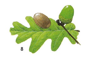 Иллюстрация к книге — Выживание везде и всегда [i_097.jpg]