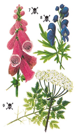 Иллюстрация к книге — Выживание везде и всегда [i_102.jpg]