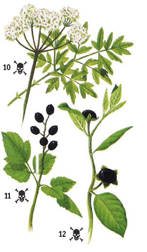 Иллюстрация к книге — Выживание везде и всегда [i_103.jpg]