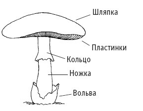Иллюстрация к книге — Выживание везде и всегда [i_105.jpg]