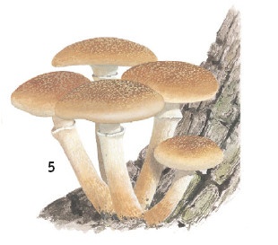 Иллюстрация к книге — Выживание везде и всегда [i_110.jpg]