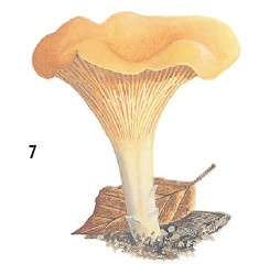 Иллюстрация к книге — Выживание везде и всегда [i_112.jpg]