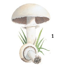 Иллюстрация к книге — Выживание везде и всегда [i_114.jpg]