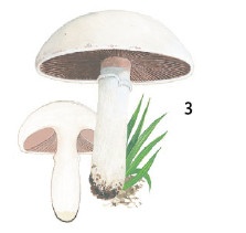 Иллюстрация к книге — Выживание везде и всегда [i_116.jpg]