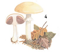 Иллюстрация к книге — Выживание везде и всегда [i_117.jpg]