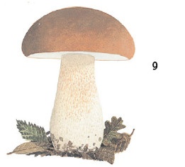 Иллюстрация к книге — Выживание везде и всегда [i_122.jpg]