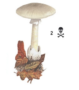 Иллюстрация к книге — Выживание везде и всегда [i_124.jpg]