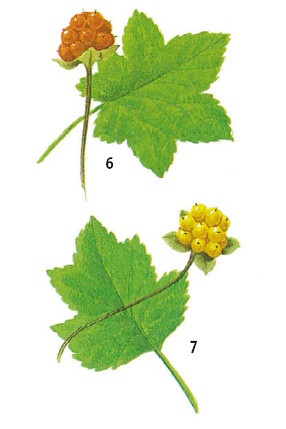 Иллюстрация к книге — Выживание везде и всегда [i_133.jpg]