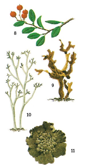 Иллюстрация к книге — Выживание везде и всегда [i_134.jpg]