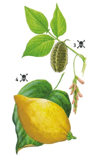 Иллюстрация к книге — Выживание везде и всегда [i_156.jpg]