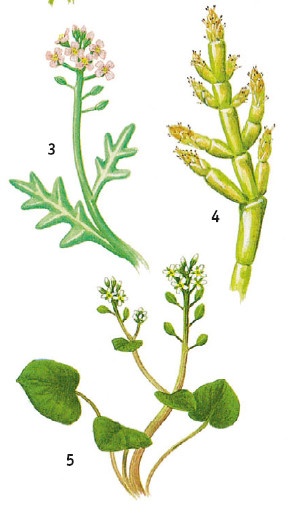 Иллюстрация к книге — Выживание везде и всегда [i_160.jpg]