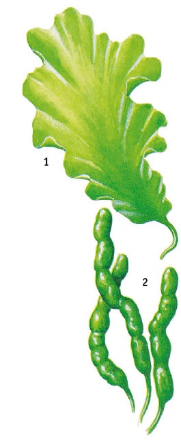 Иллюстрация к книге — Выживание везде и всегда [i_163.jpg]