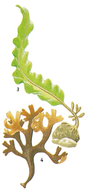 Иллюстрация к книге — Выживание везде и всегда [i_164.jpg]