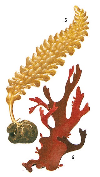 Иллюстрация к книге — Выживание везде и всегда [i_165.jpg]