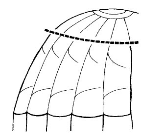 Иллюстрация к книге — Выживание везде и всегда [i_331.jpg]
