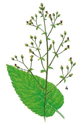 Иллюстрация к книге — Выживание везде и всегда [i_472.jpg]