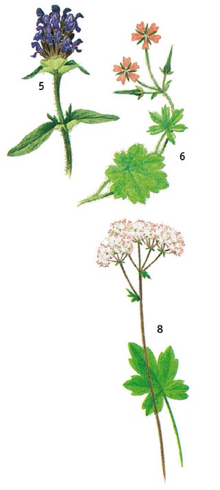 Иллюстрация к книге — Выживание везде и всегда [i_473.jpg]